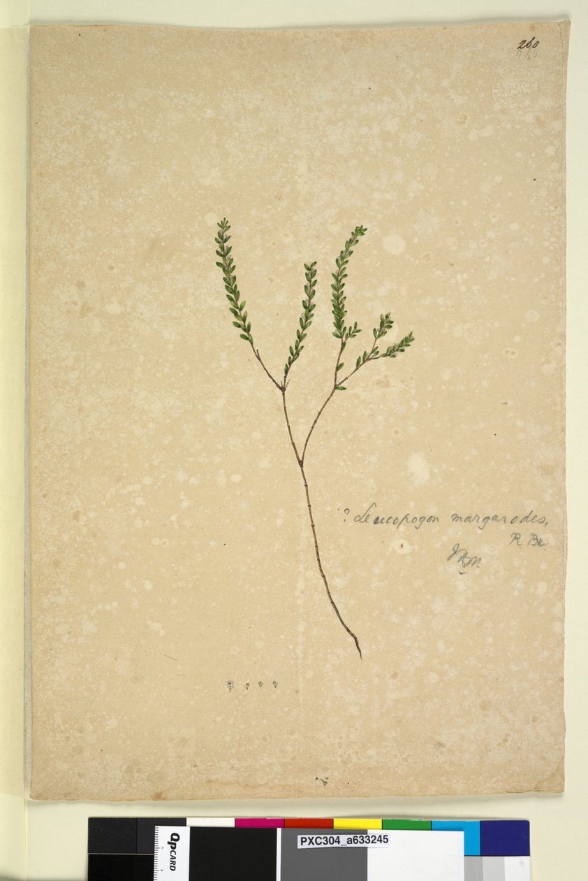 Página 260. Leucopogon margarodes, c.1803-06 (wc, caneta, tinta e lápis) de John William Lewin