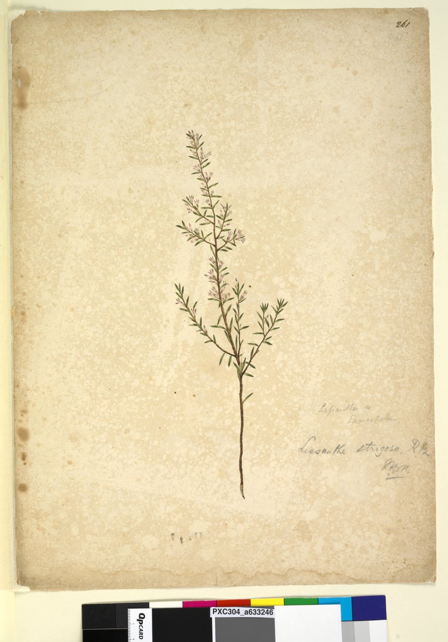 Página 261. Lissanthe strigosa, c.1803-06 (wc, caneta, tinta e lápis) de John William Lewin