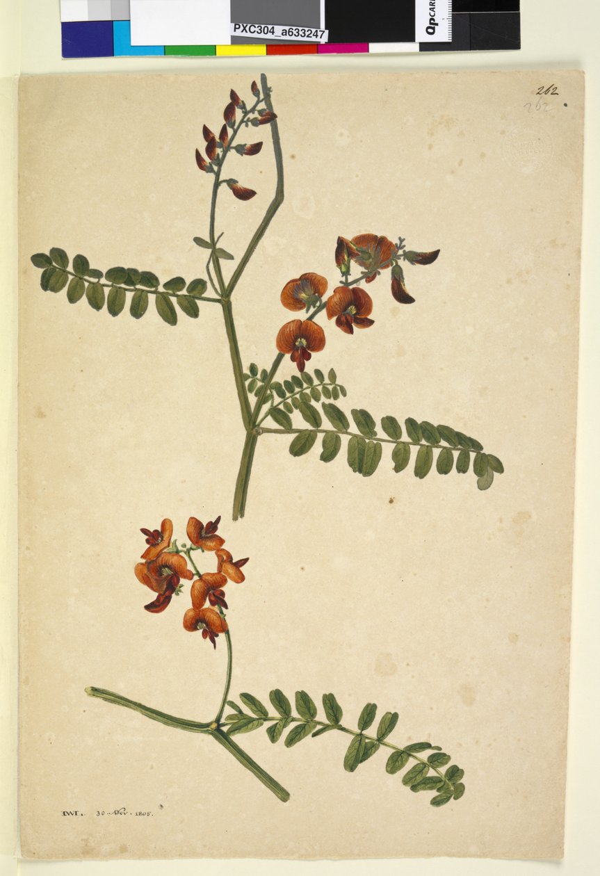 Página 262. Assinado: IWL 30 de novembro de 1805, c.1803-06 (wc, caneta, tinta e lápis) de John William Lewin
