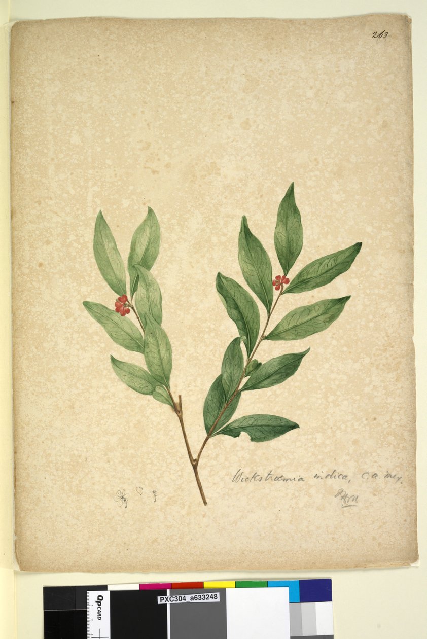 Página 263. Wikstroemia indica, c.1803-06 (wc, caneta, tinta e lápis) de John William Lewin