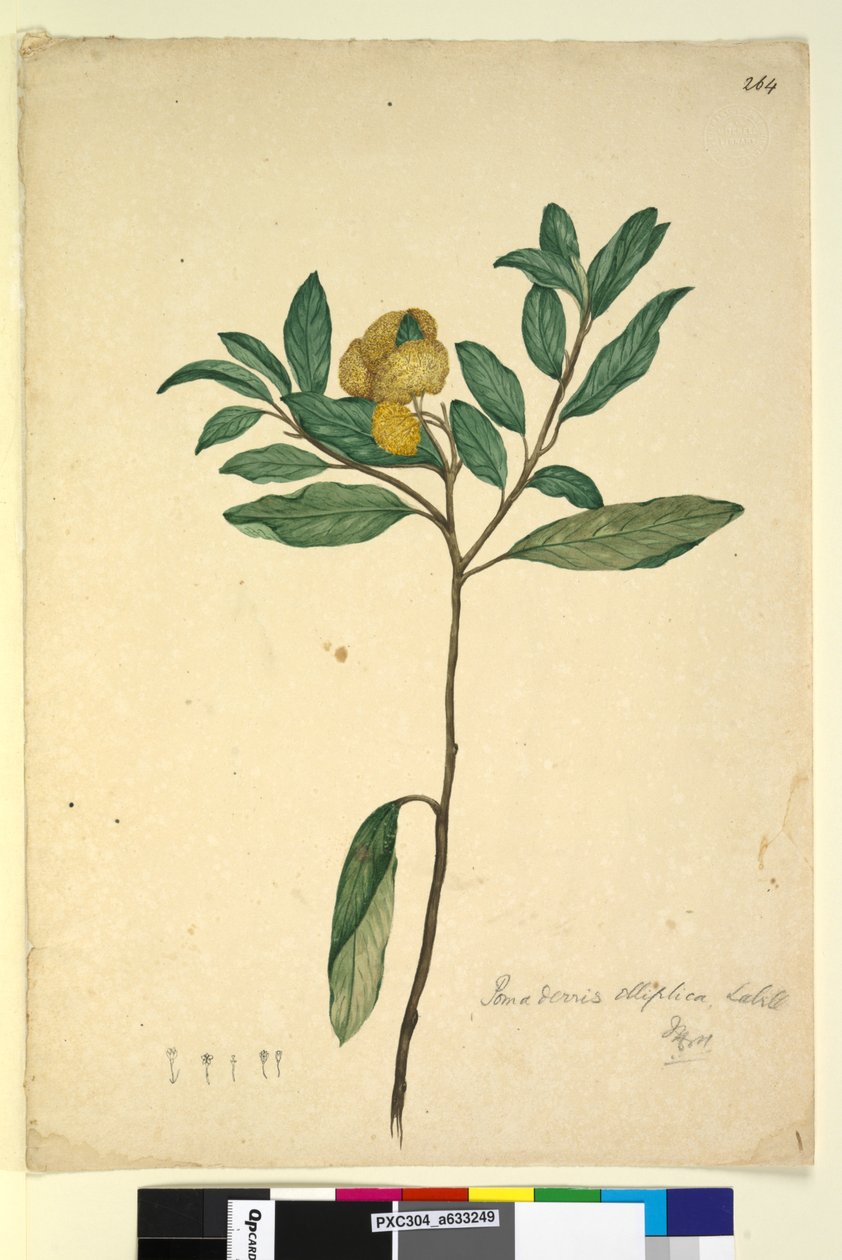 Página 264. Pomaderris elliptica, c.1803-06 (wc, caneta, tinta e lápis) de John William Lewin