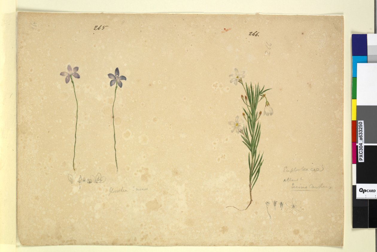Página 265. Glossodia minor; 266. Ricinocarpus, c.1803-06 (wc, caneta, tinta e lápis) de John William Lewin