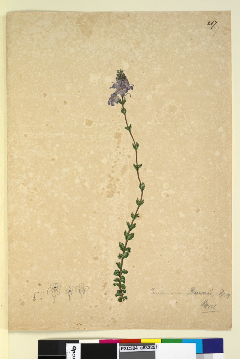 Página 267. Euphrasia brownii, c.1803-06 (wc, caneta, tinta e lápis) de John William Lewin