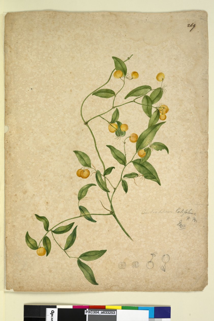Página 269. Eustrephus latifolius, c.1803-06 (wc, caneta, tinta e lápis) de John William Lewin