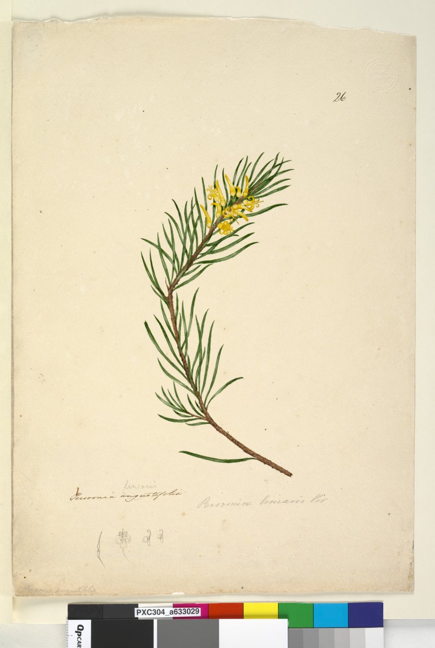 Página 26. Persoonia linearis, c.1803-06 (wc, caneta, tinta e lápis) de John William Lewin