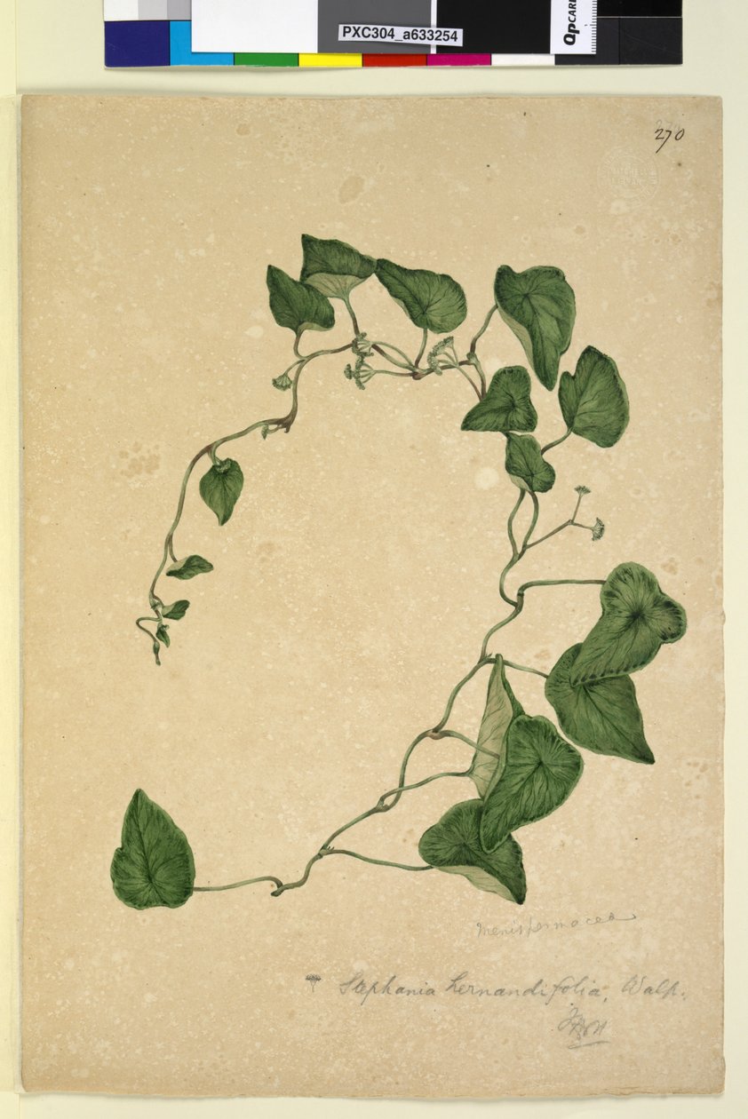 Página 270. Stephania hernandiaefolia, c.1803-06 (wc, caneta, tinta e lápis) de John William Lewin