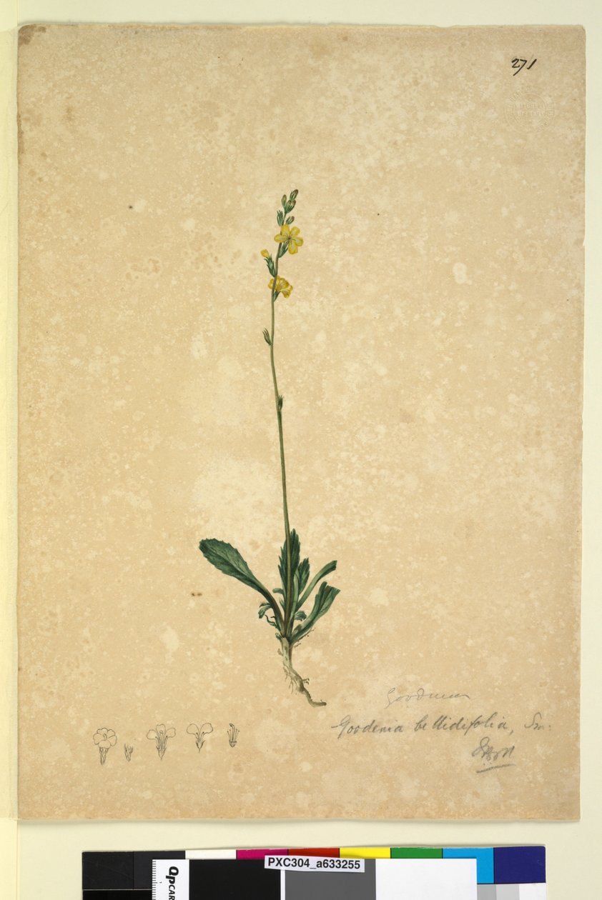 Página 271. Goodenia bellidifolia, c.1803-06 (wc, caneta, tinta e lápis) de John William Lewin