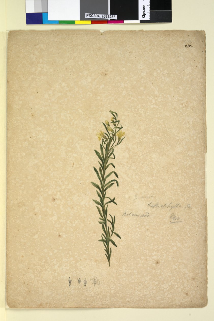 Página 272. Goodenia heterophylla, c.1803-06 (wc, caneta, tinta e lápis) de John William Lewin