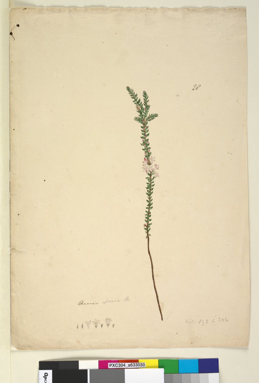 Página 28. Epacris sparsa, c.1803-06 (wc, caneta, tinta e lápis) de John William Lewin