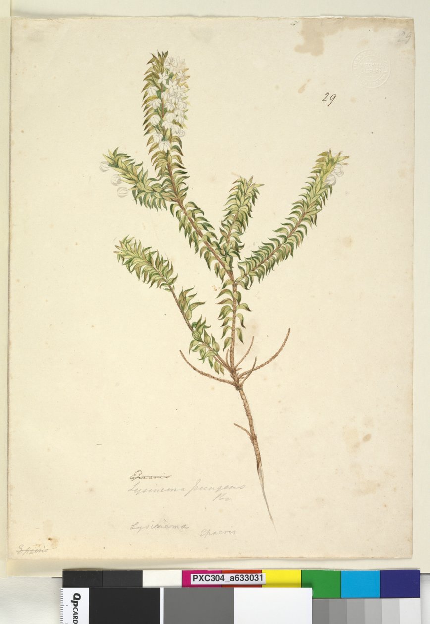 Página 29. Lysinema, c.1803-06 (wc, caneta, tinta e lápis) de John William Lewin