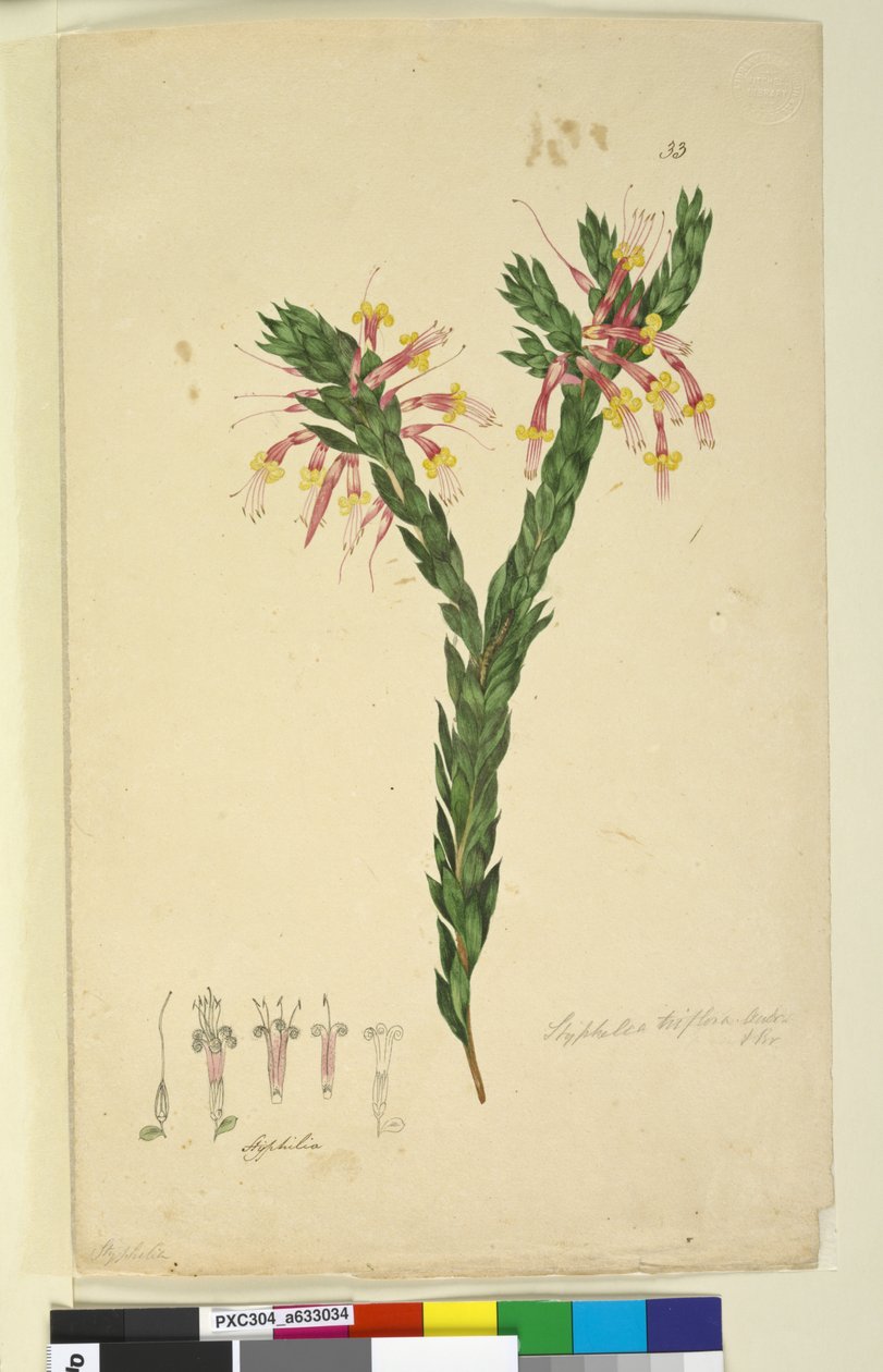 Página 33. Styphelia triflora, c.1803-06 (wc, caneta, tinta e lápis) de John William Lewin