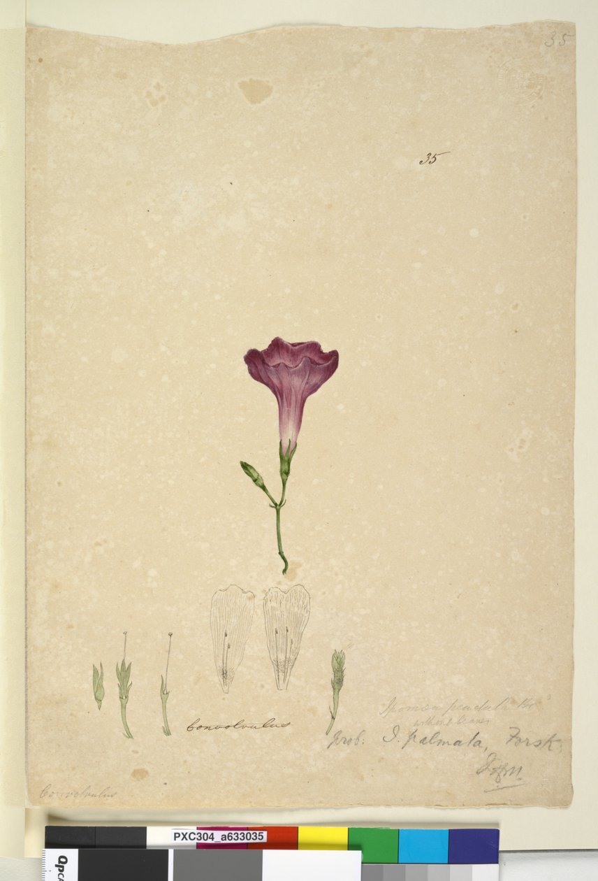 Página 35. Ipomoea palmata, c.1803-06 (wc, caneta, tinta e lápis) de John William Lewin