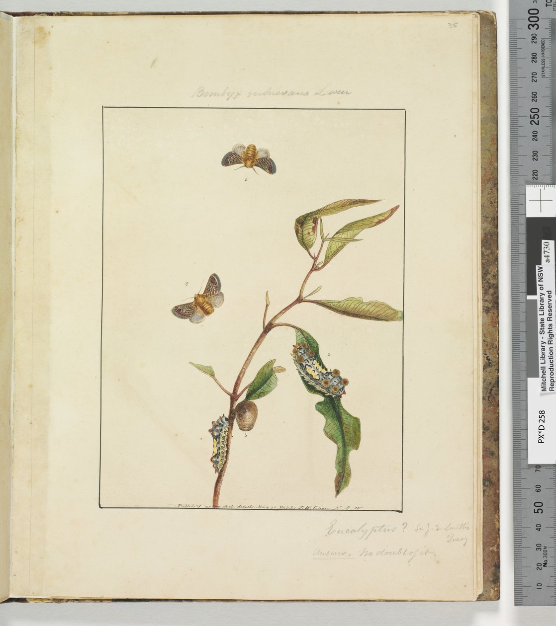 Página 35. Placa 9 Bombyx Vulnerans Lewin, 1803-04 (gravuras coloridas à mão) de John William Lewin