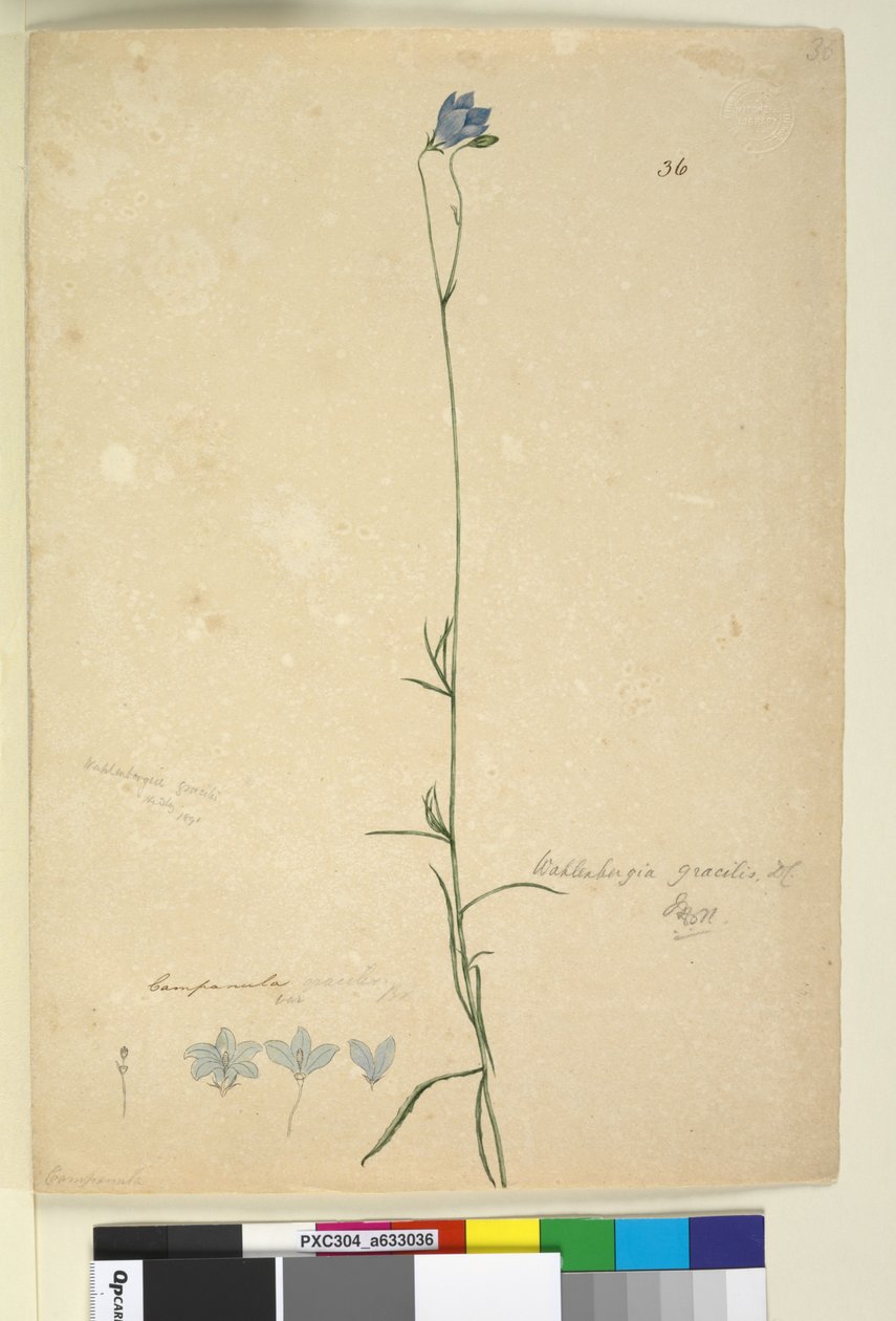 Página 36. Wahlenbergia gracilis, c.1803-06 (wc, caneta, tinta e lápis) de John William Lewin