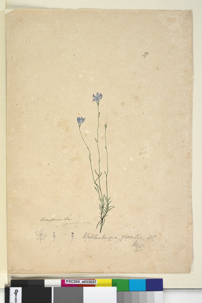 Página 37. Wahlenbergia gracilis, c.1803-06 (wc, caneta, tinta e lápis) de John William Lewin