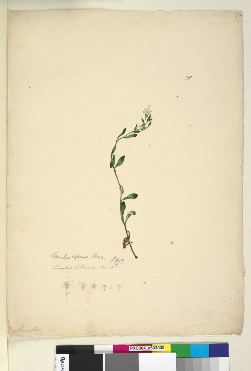 Página 38. Samolus repens, c.1803-06 (wc, caneta, tinta e lápis) de John William Lewin