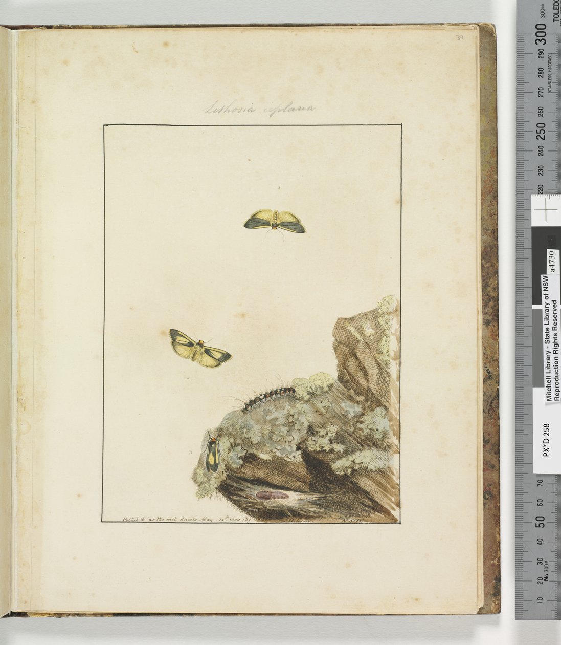 Página 39. Placa 10 Lithosa Replana, 1803-04 (gravuras gravuras coloridas à mão) de John William Lewin