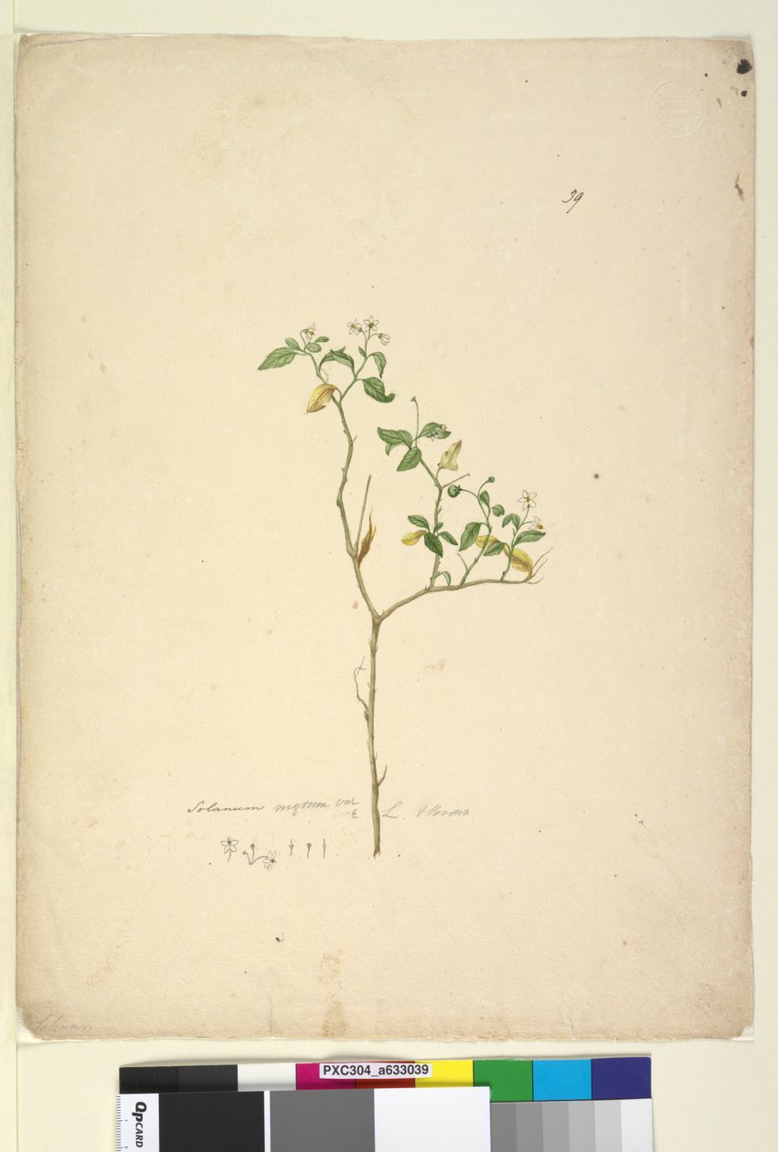 Página 39. Solanum nigrum, c.1803-06 (wc, caneta, tinta e lápis) de John William Lewin