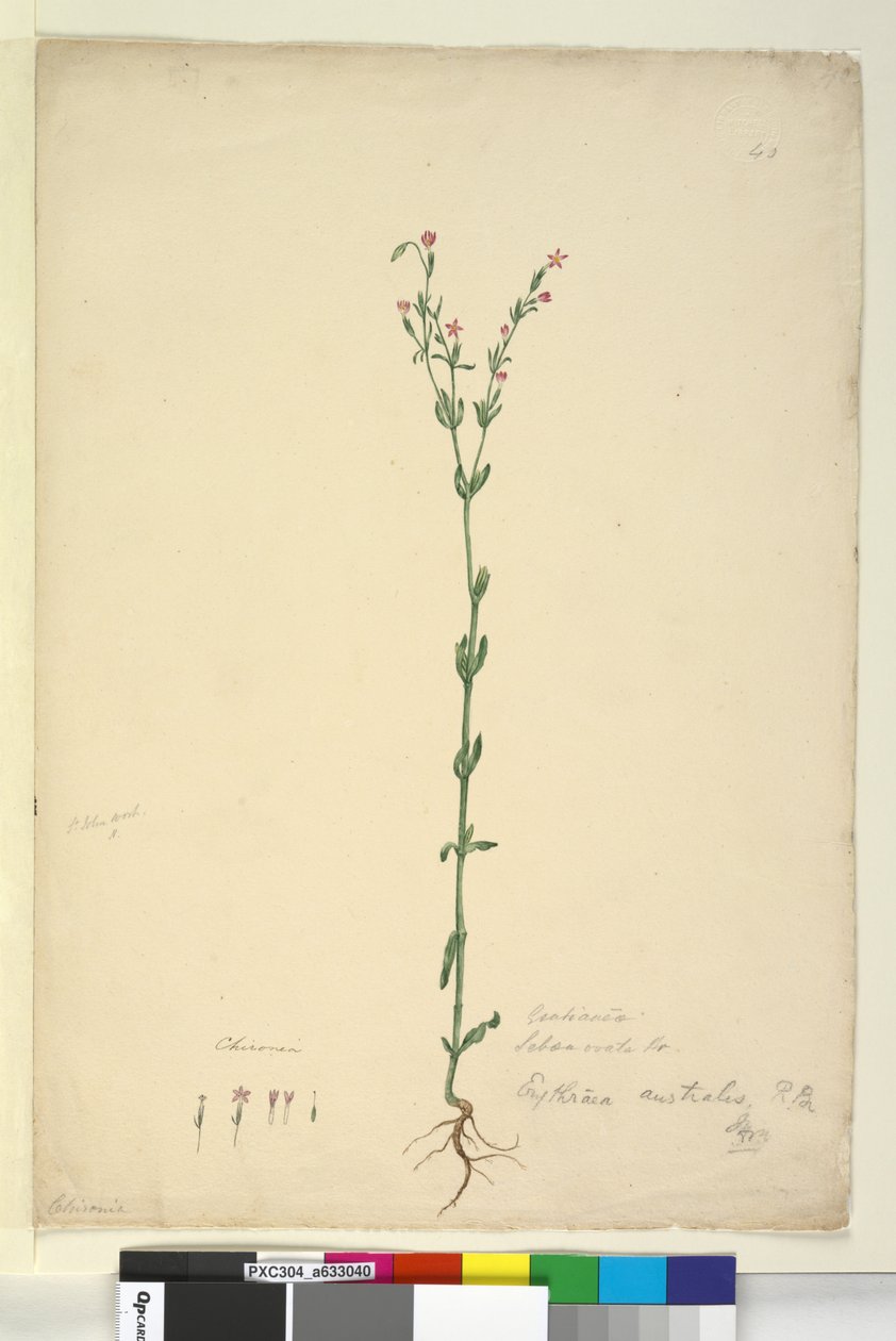 Página 40. Erythraea australis, c.1803-06 (wc, caneta, tinta e lápis) de John William Lewin