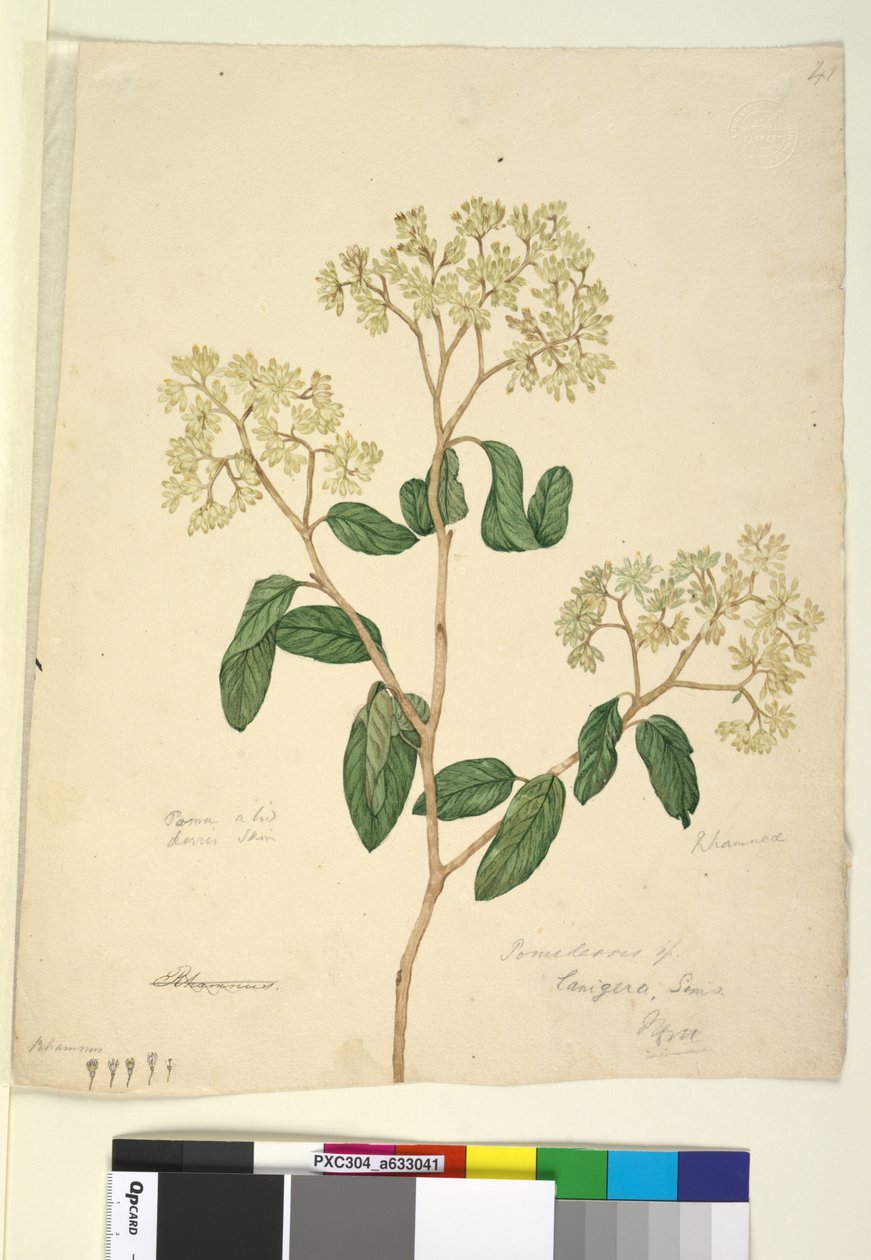 Página 41. Pomaderris lanigera, c.1803-06 (wc, caneta, tinta e lápis) de John William Lewin