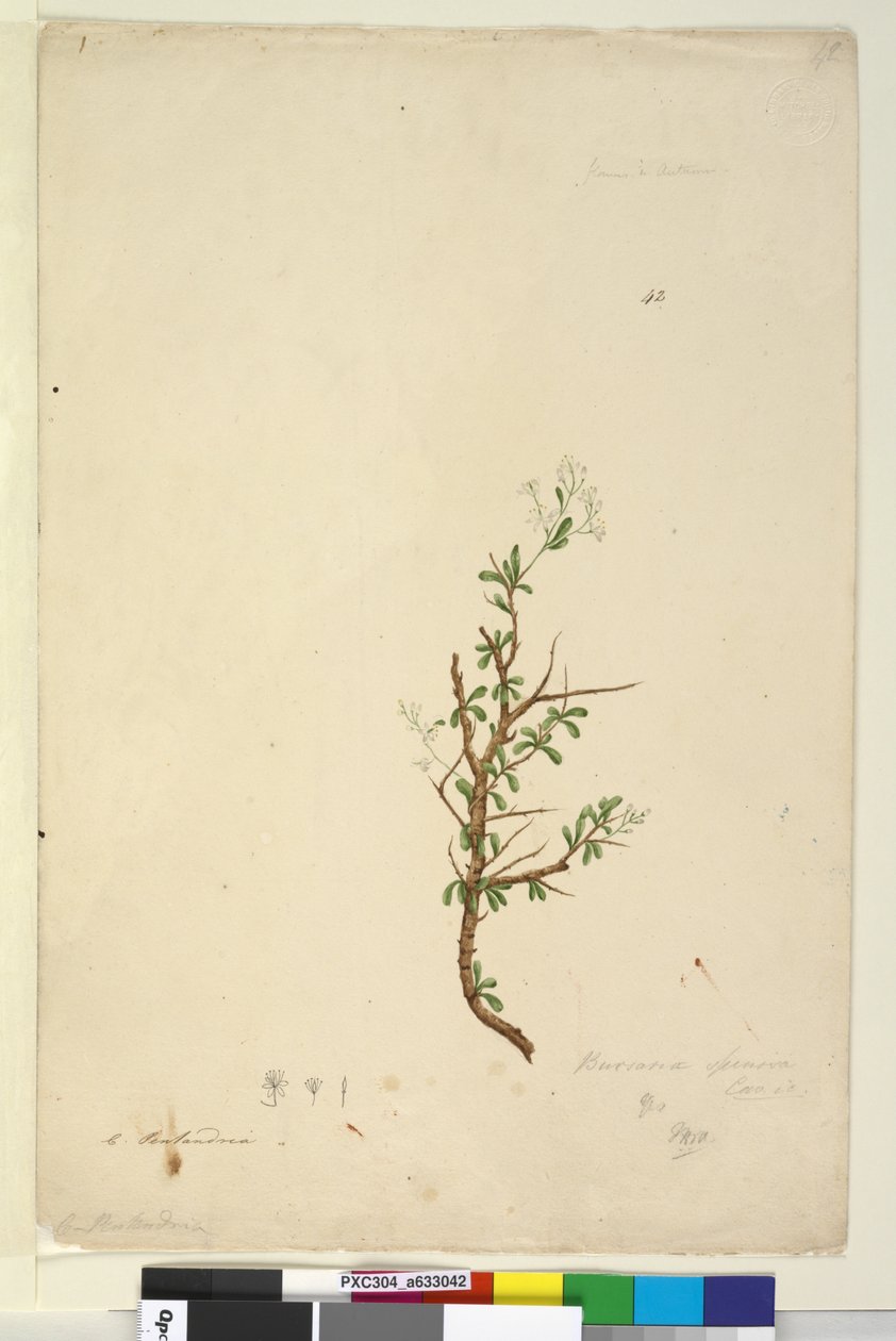 Página 42. Bursaria spinosa, c.1803-06 (wc, caneta, tinta e lápis) de John William Lewin
