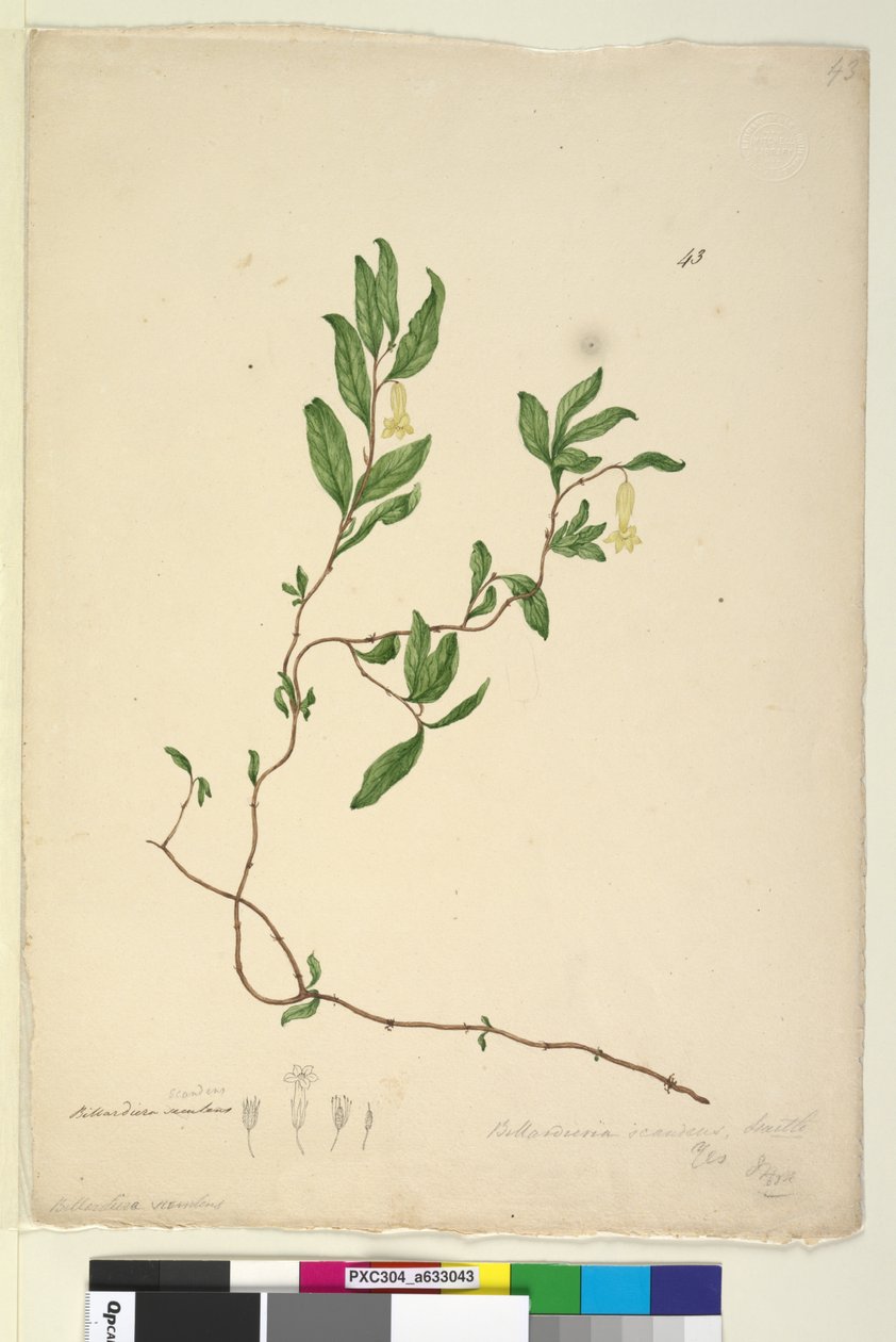 Página 43. Billardiera scandens, c.1803-06 (wc, caneta, tinta e lápis) de John William Lewin