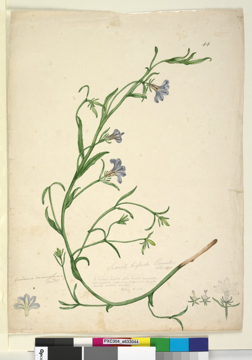 Página 44. Goodenia ramosissima, c.1803-06 (wc, caneta, tinta e lápis) de John William Lewin