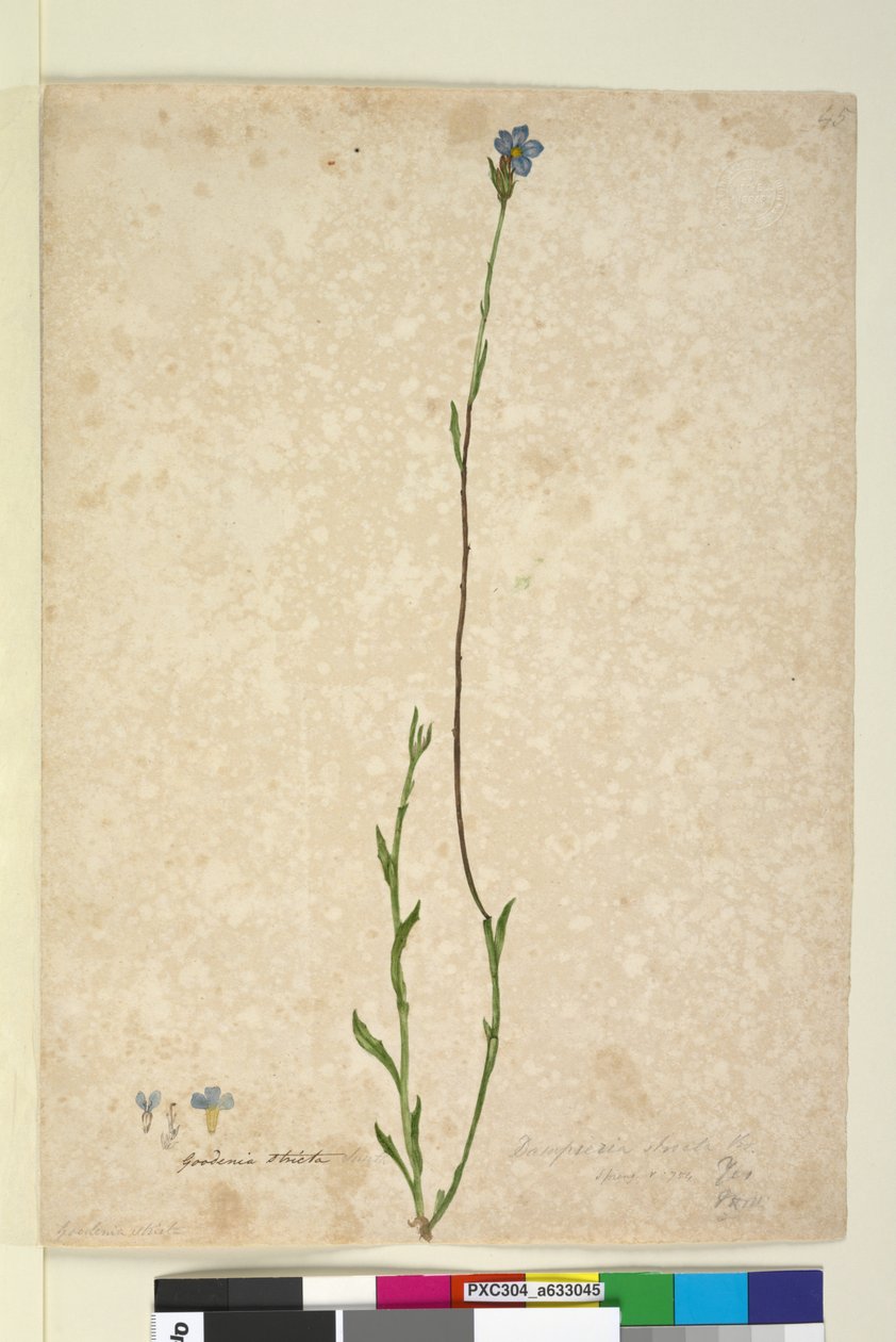 Página 45. Dampiera stricta, c.1803-06 (wc, caneta, tinta e lápis) de John William Lewin