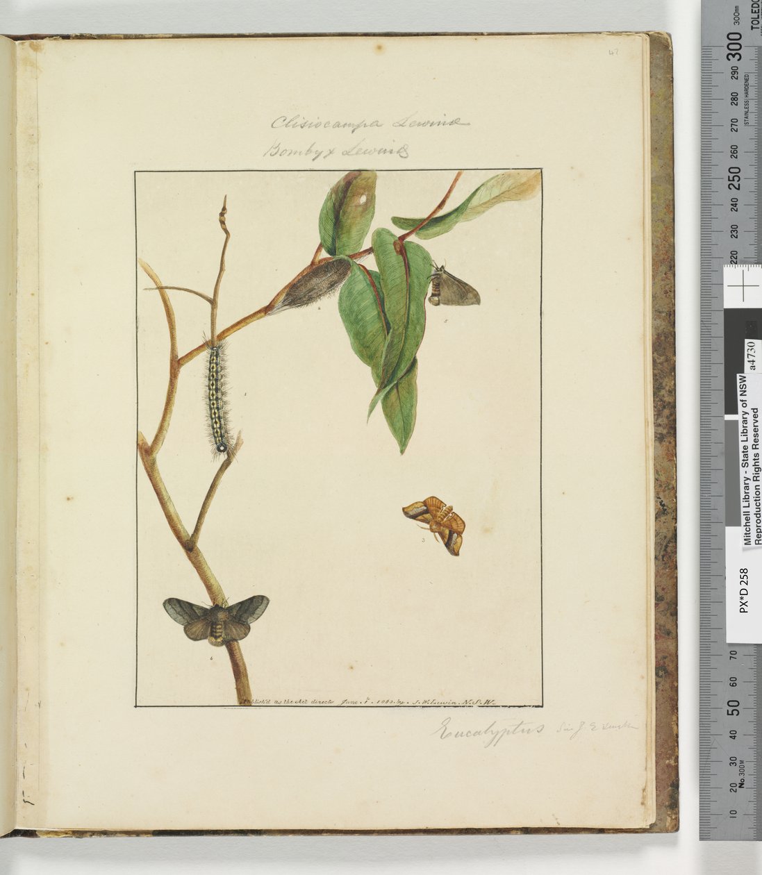 Página 47. Placa 12 Clisiocampa Lewinae Bombyx Lewinae, 1803-04 (gravuras coloridas à mão) de John William Lewin