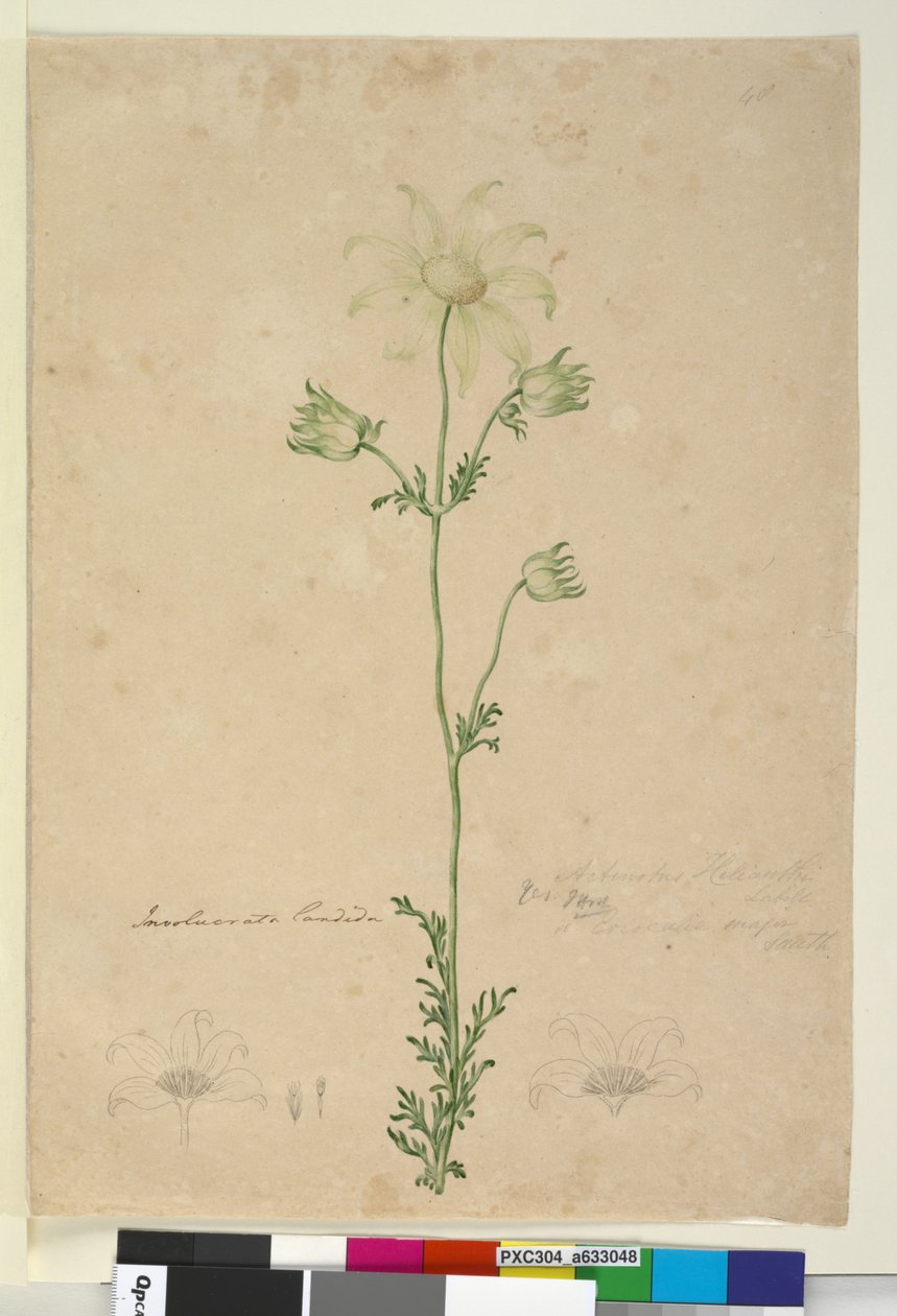 Página 48. Actinotus Helianthi, c.1803-06 (wc, caneta, tinta e lápis) de John William Lewin