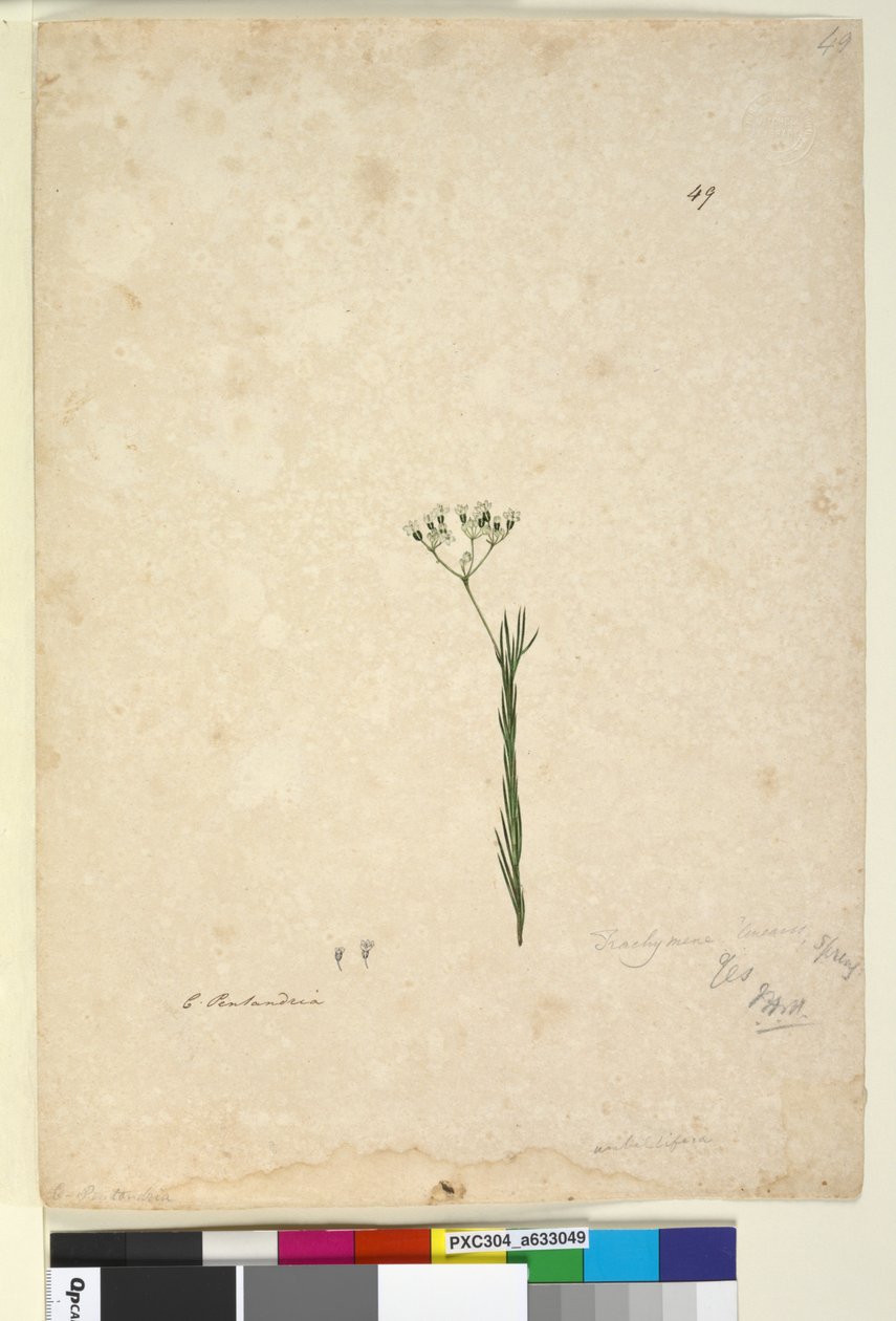 Página 49. Trachymene linearis, c.1803-06 (wc, caneta, tinta e lápis) de John William Lewin