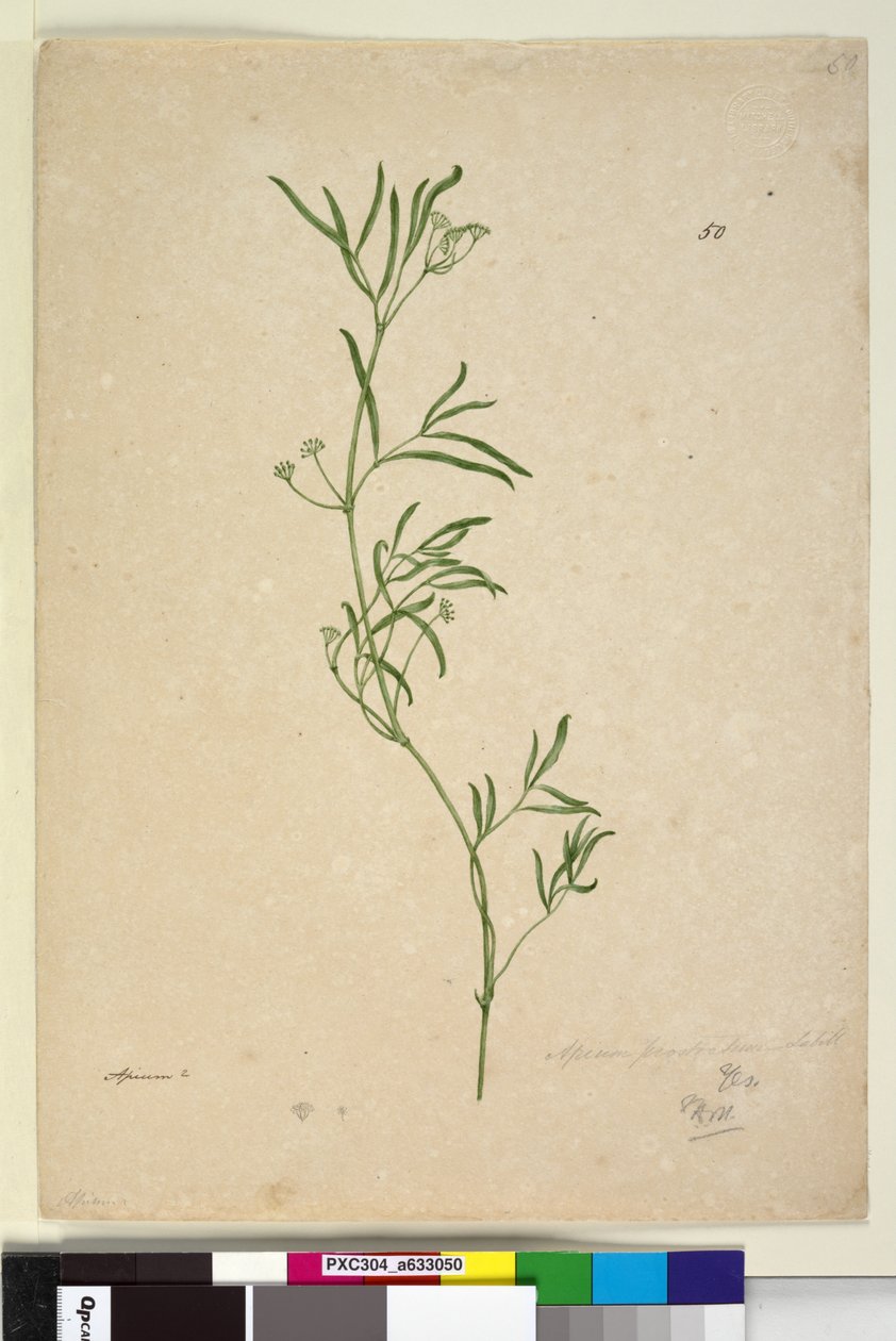 Página 50. Apium, c.1803-06 (wc, caneta, tinta e lápis) de John William Lewin