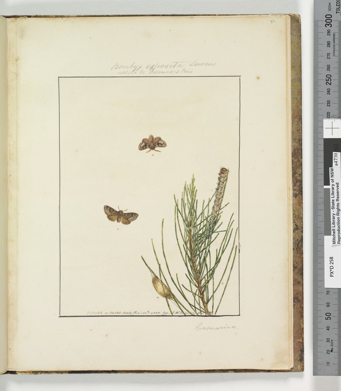 Página 51. Placa 13 Bombyx Exposita Lewin aliada a ..., 1803-04 (gravuras coloridas à mão) de John William Lewin