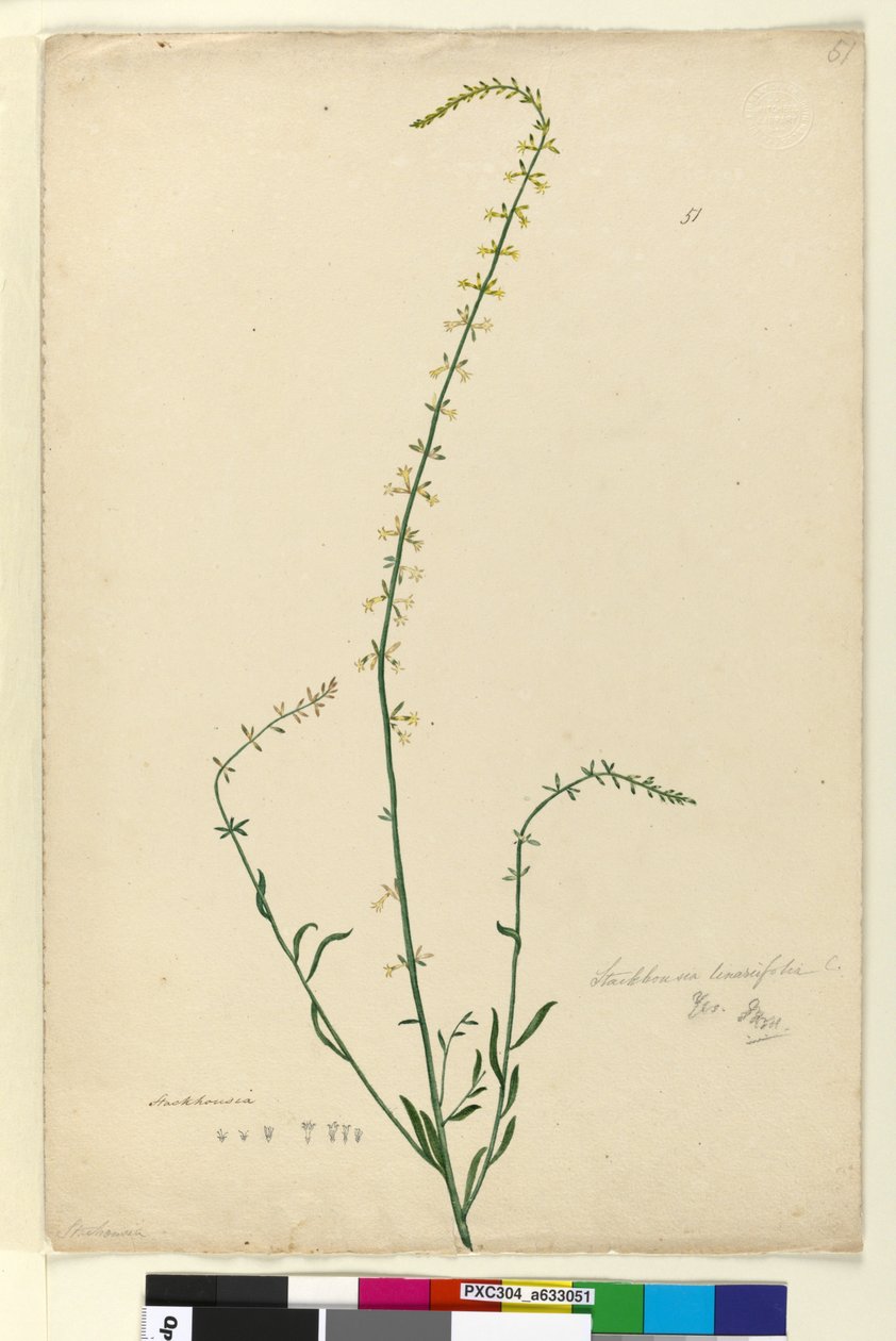 Página 51. Stackhousia, c.1803-06 (wc, caneta, tinta e lápis) de John William Lewin