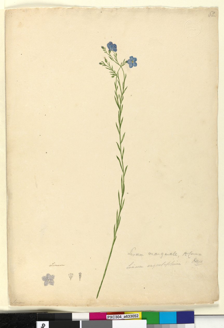 Página 52. Linum marginale, c.1803-06 (wc, caneta, tinta e lápis) de John William Lewin