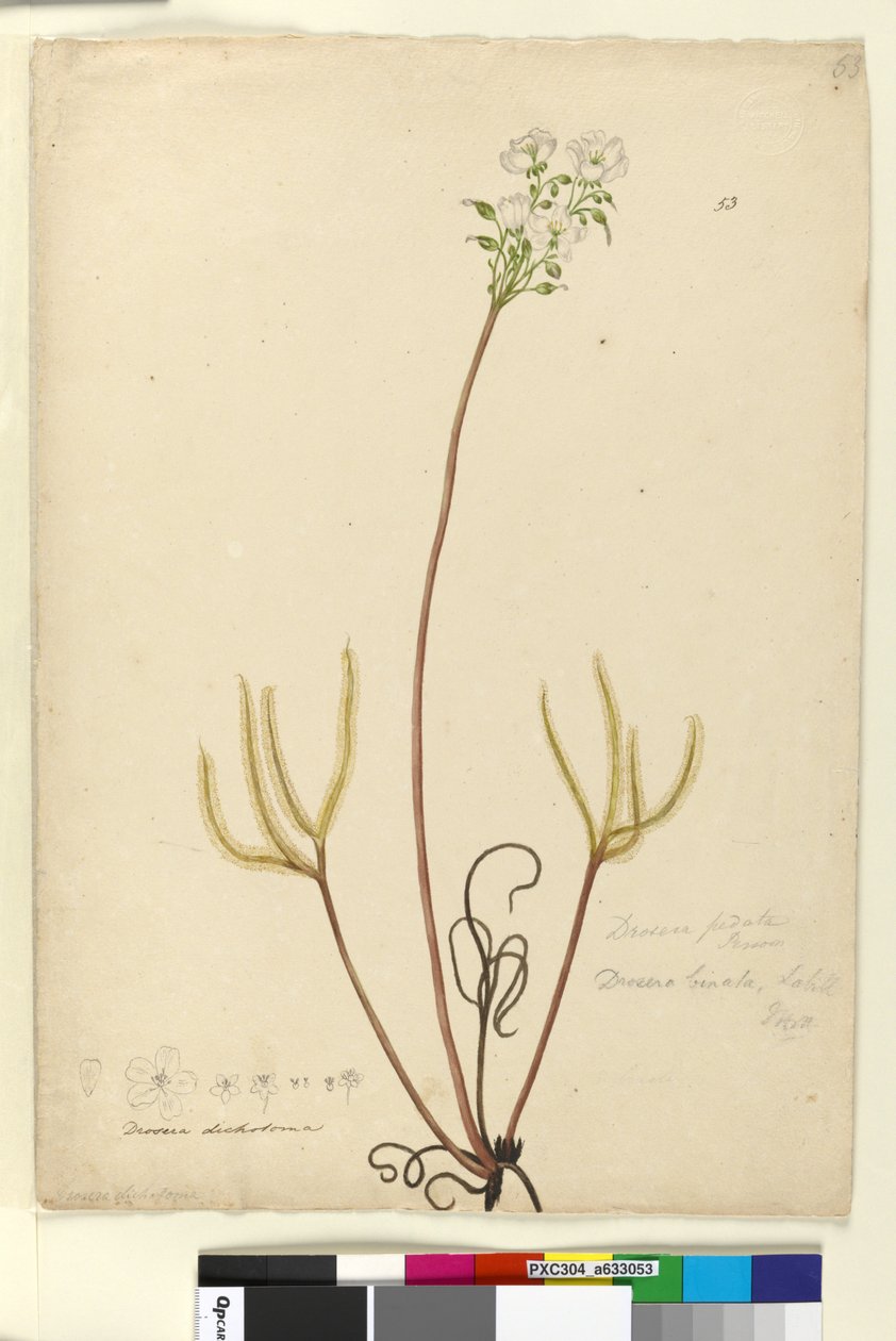 Página 53. Drosera binata, c.1803-06 (wc, caneta, tinta e lápis) de John William Lewin