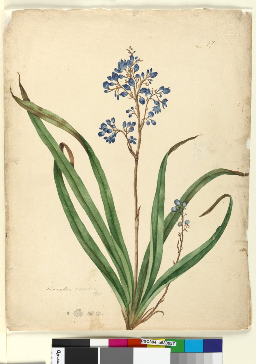 Página 57. Dianella caerulea, c.1803-06 (wc, caneta, tinta e lápis) de John William Lewin