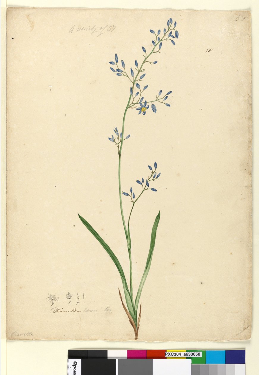 Página 58. Dianella levis, c.1803-06 (wc, caneta, tinta e lápis) de John William Lewin
