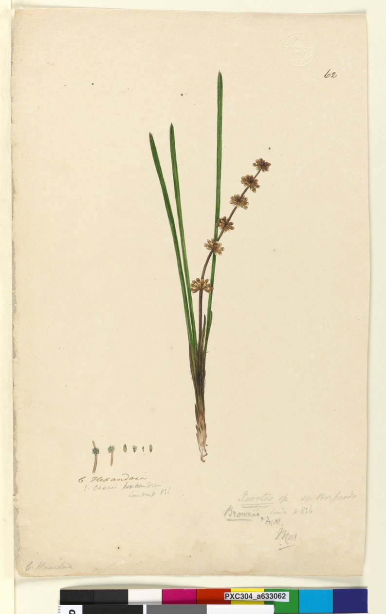 Página 62. Xerotes Lomandra multiflora, c.1803-06 (wc, caneta, tinta e lápis) de John William Lewin