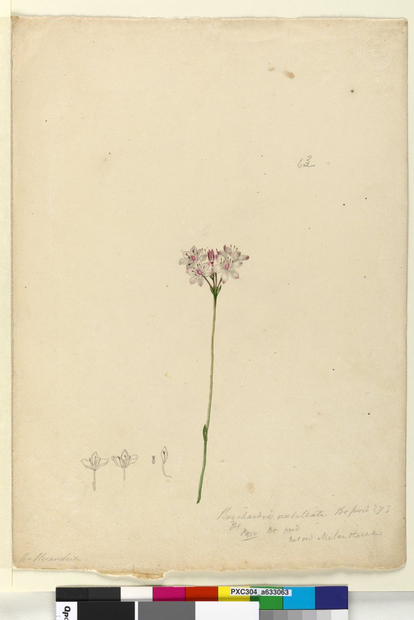 Página 63. Burchardia umbellata, c.1803-06 (wc, caneta, tinta e lápis) de John William Lewin
