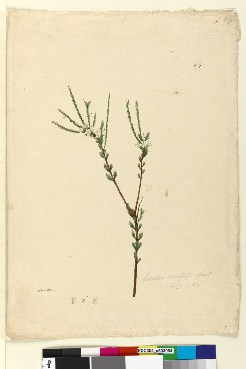 Página 64. Baeckea densifolia, c.1803-06 (wc, caneta, tinta e lápis) de John William Lewin