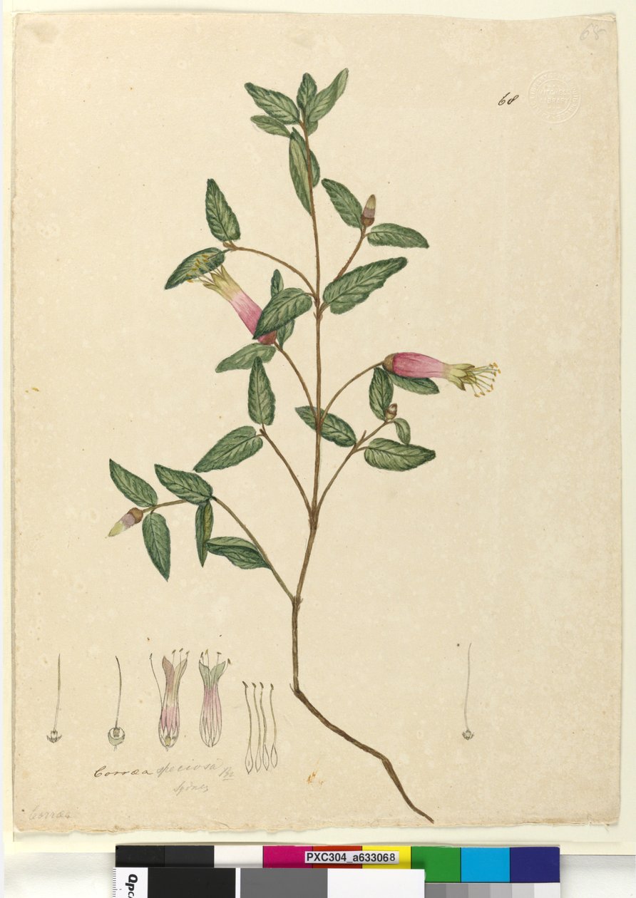 Página 68. Correa speciosa, c.1803-06 (wc, caneta, tinta e lápis) de John William Lewin