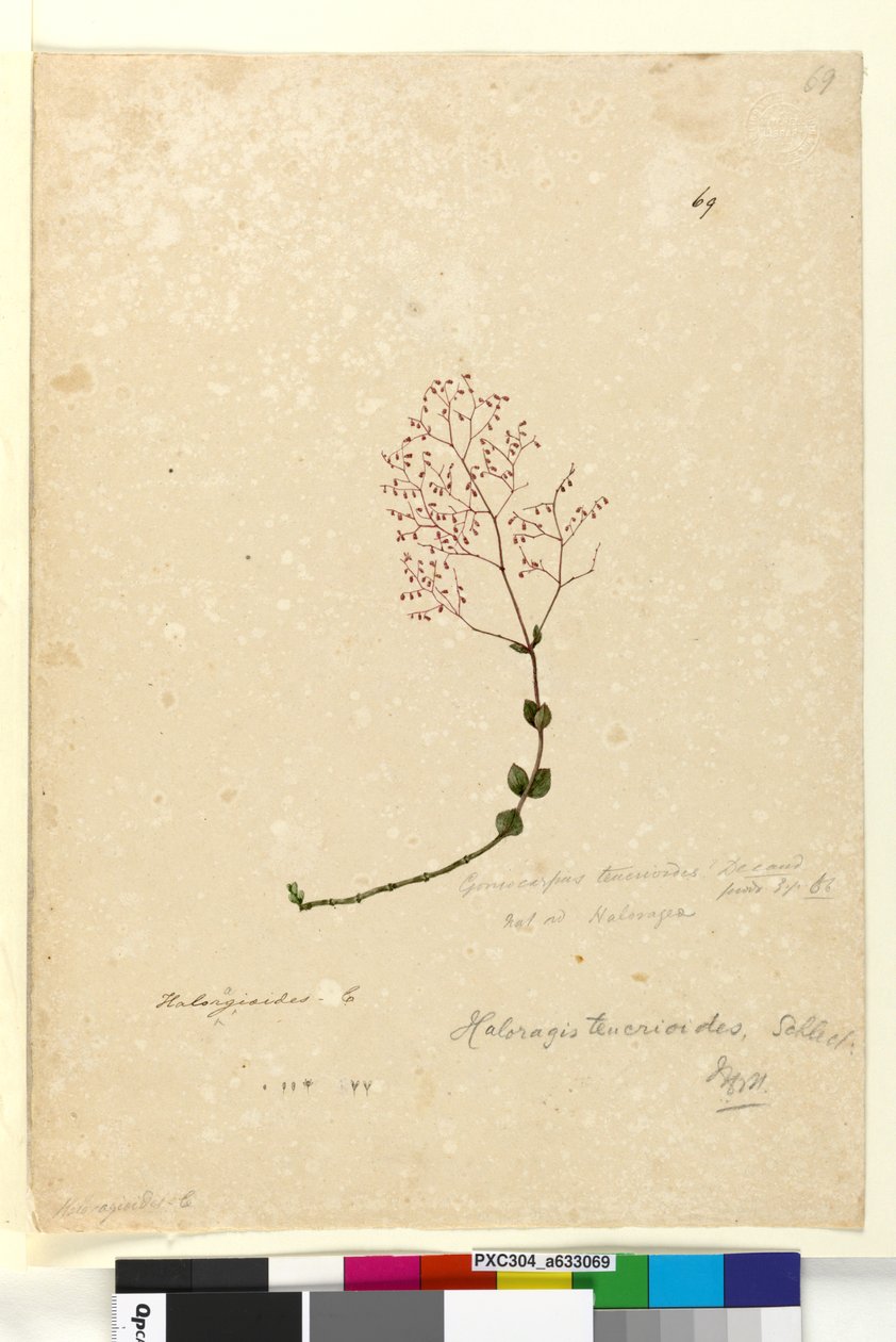 Página 69. Gonocarpus teucrioides, c.1803-06 (wc, caneta, tinta e lápis) de John William Lewin