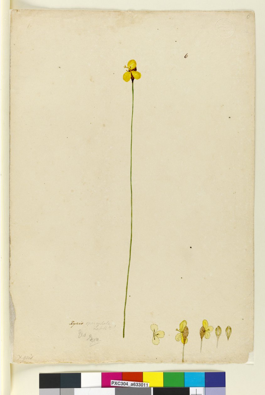 Página 6. Xyris operculata, c.1803-06 (wc, caneta, tinta e lápis) de John William Lewin