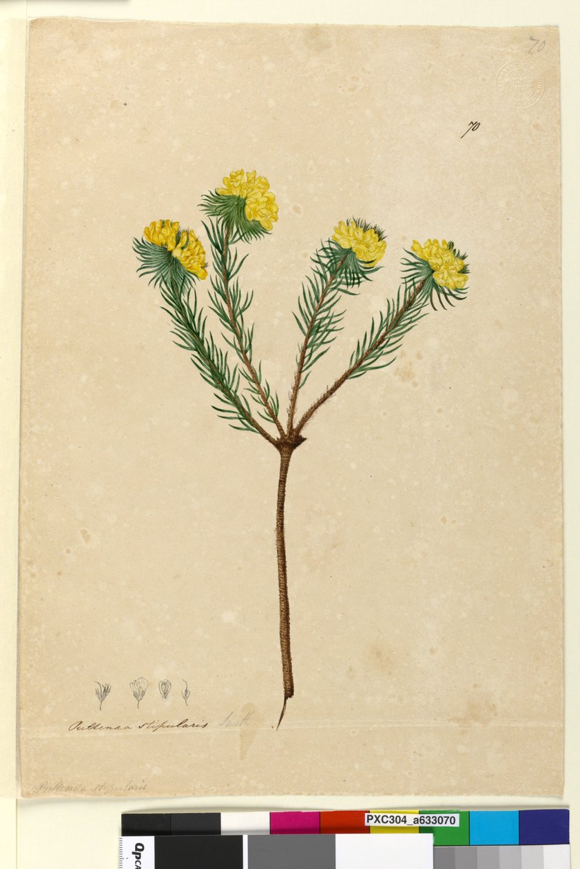 Página 70. Pultenaea stipularis, c.1803-06 (wc, caneta, tinta e lápis) de John William Lewin