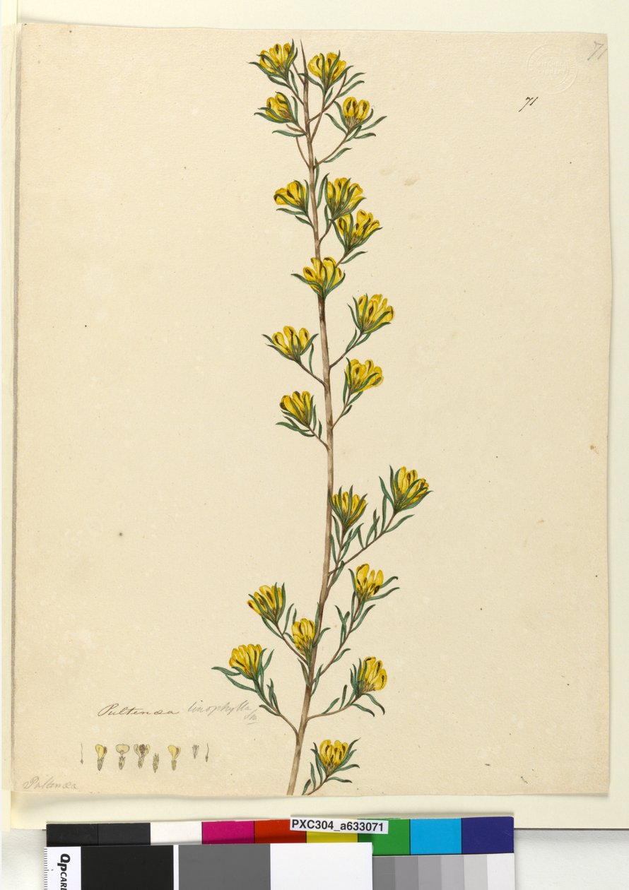 Página 71. Pultenaea linophylla, c.1803-06 (wc, caneta, tinta e lápis) de John William Lewin