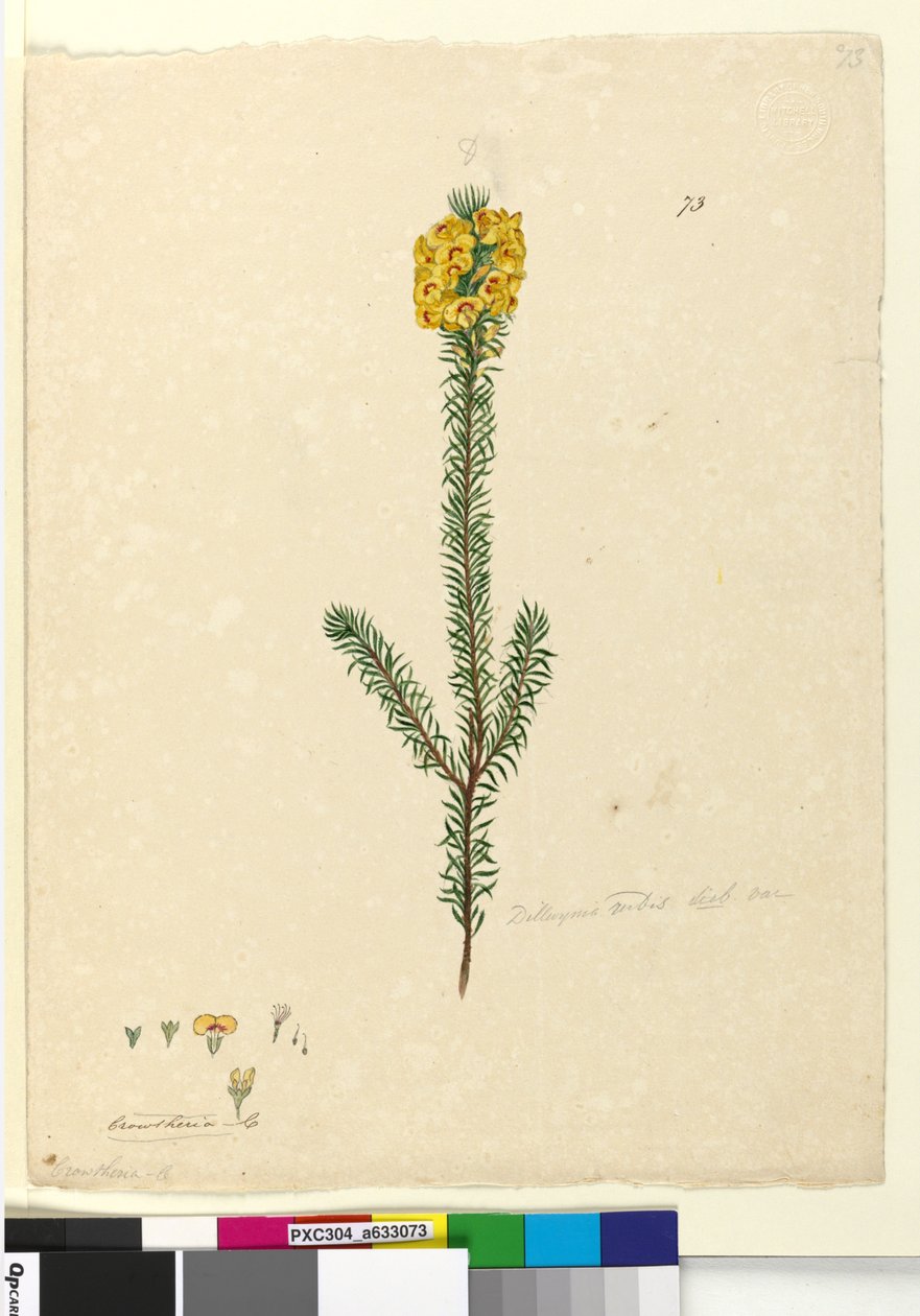 Página 73. Dillwynia rubis , c.1803-06 (wc, caneta, tinta e lápis) de John William Lewin