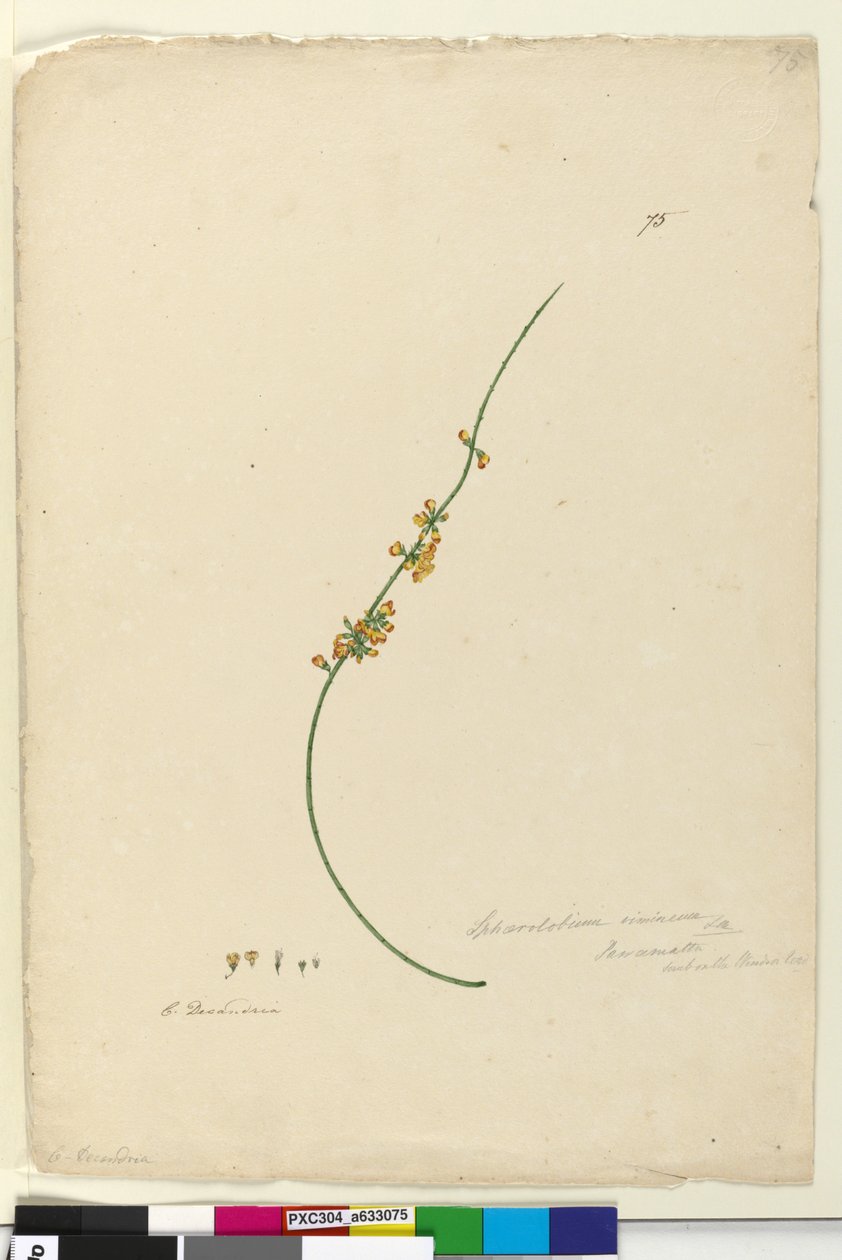 Página 75. sphaerolobium vimineum, c.1803-06 (WC, caneta, lápis e tinta) de John William Lewin