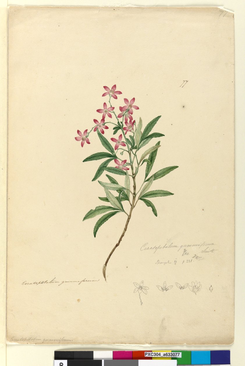 Página 77. Ceratopetalum gummiferum, c.1803-06 (wc, caneta, tinta e lápis) de John William Lewin