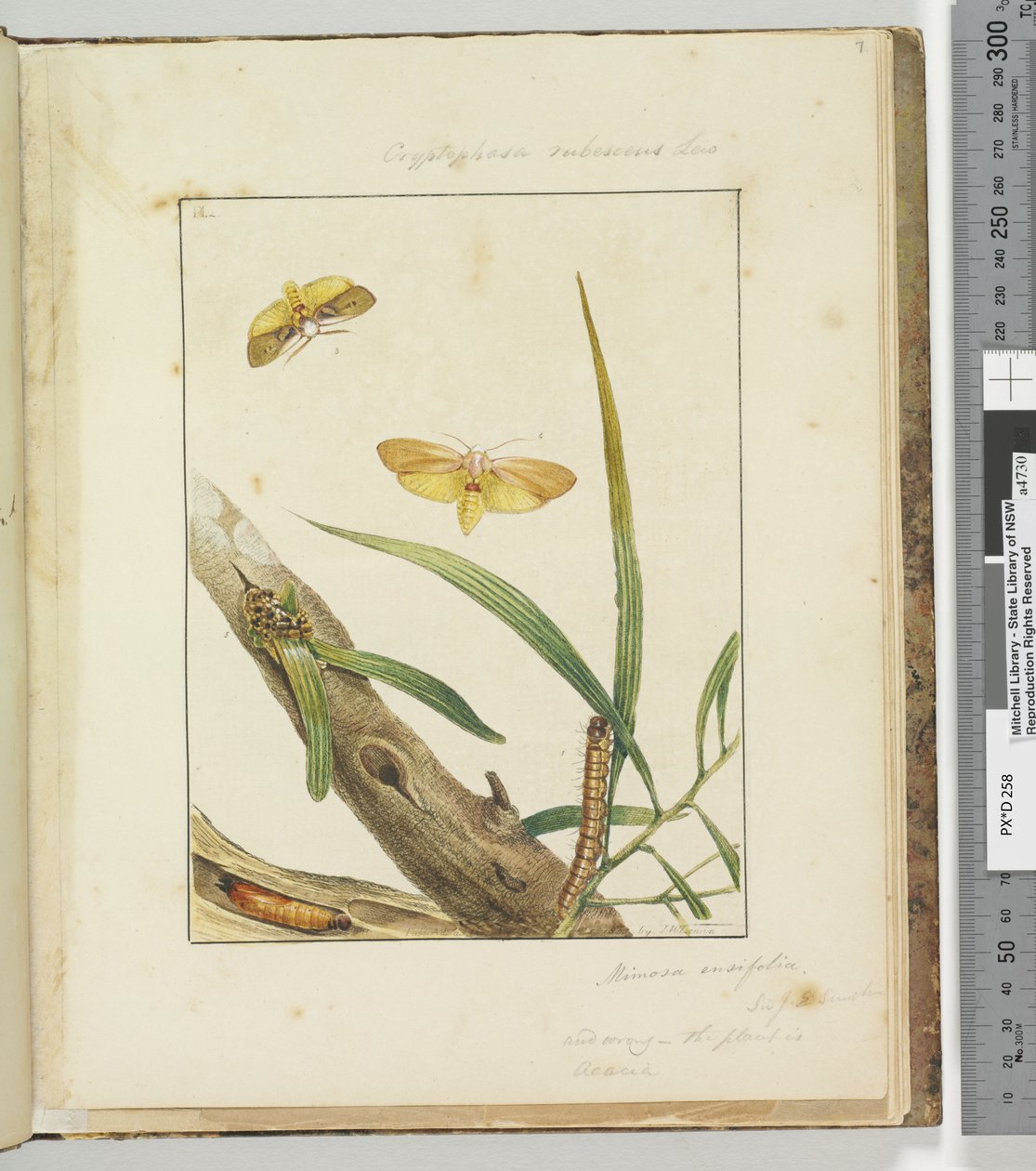 Página 7. Pl.2 Cryptophasa Rebescens Lew, 1803-04 (gravuras coloridas à mão) de John William Lewin